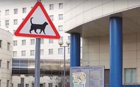 В Москве у больницы поставили новый дорожный знак для животных - «Новостной Автоблогер»