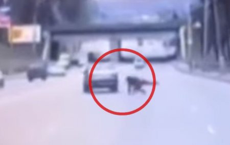 В Кривом Роге парень бросился под авто - «ДТП»
