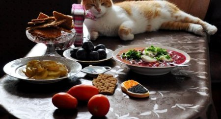 Самые хорошие кошачьи корма. Чего в составе следует опасаться? - «Новостной Автоблогер»