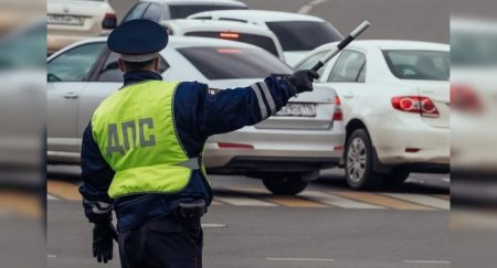 Штраф за перевозку животного в салоне авто - «Новостной Автоблогер»