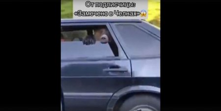 В Набережных Челнах медведя перевезли на заднем сиденье легковушки - «Новостной Автоблогер»