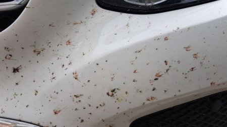 Наиболее безопасные способы смывания насекомых с поверхности автомобиля - «Новостной Автоблогер»