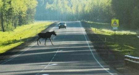 Причины, по которым даже опытные водители попадают в ДТП - «Новостной Автоблогер»